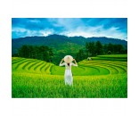 Пазл 1000 Рисовые поля, Вьетнам C-105052 Castor Land